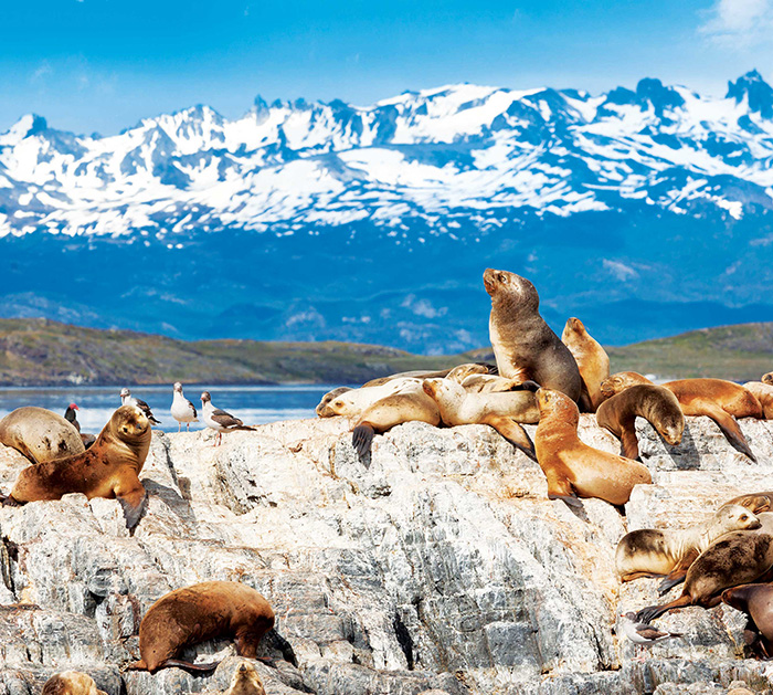 seals
